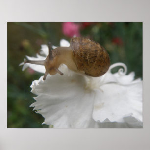 Gartenschnecke und Weißkarnation Poster
