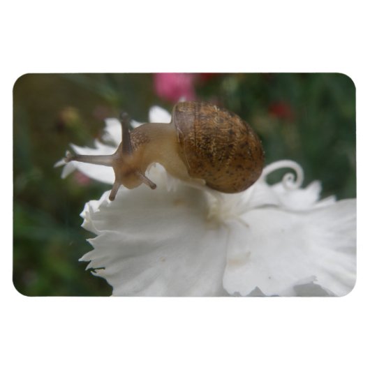 Gartenschnecke und Weißkarnation Premium Magnet (Horizontal)