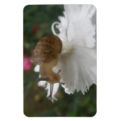 Gartenschnecke und Weißkarnation Premium Magnet (Vertikal)