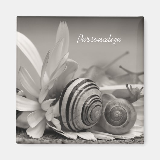 Gartenschnecken auf der Blume von Daisy mit Namen Magnet (Vorne)