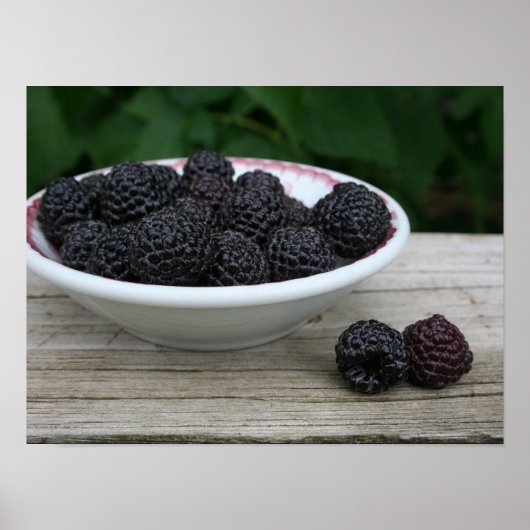 Gartenschüssel Frische schwarze Himbeeren Poster (Vorne)