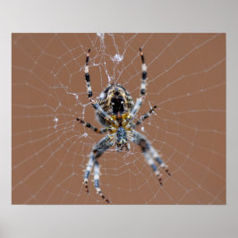 Gartenspinne Poster