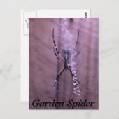 Gartenspinne Postkarte (Vorne/Hinten)