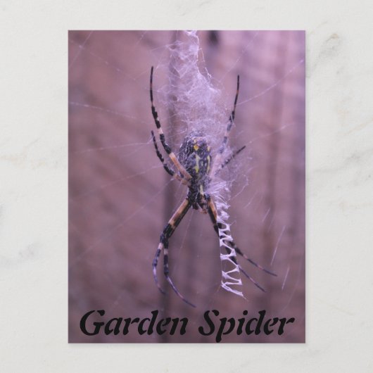 Gartenspinne Postkarte (Vorderseite)