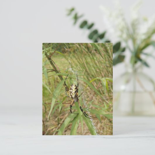 Gartenspinne Postkarte (Stehend Vorderseite)
