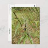 Gartenspinne Postkarte (Vorne/Hinten)