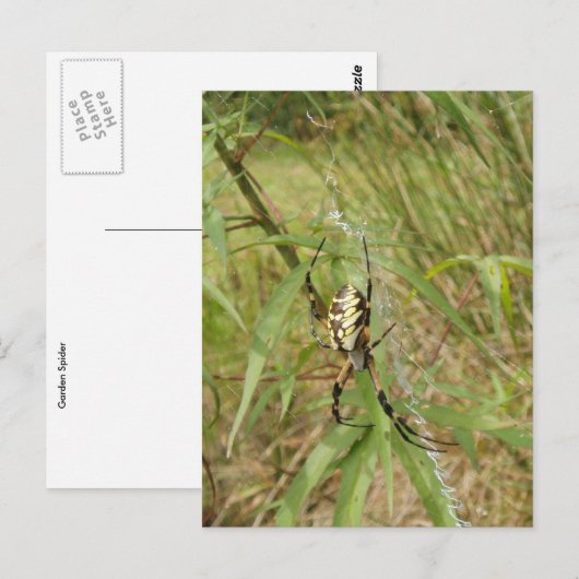 Gartenspinne Postkarte (Vorne/Hinten)