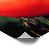 GartenTomaten/Paradeiser auf Weinspiegel Abstrakt Poster (Ecke)