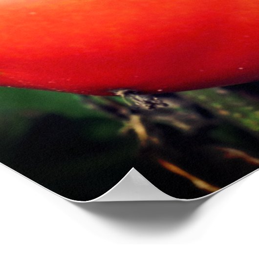 GartenTomaten/Paradeiser auf Weinspiegel Abstrakt Poster (Ecke)