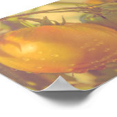 Gartentomaten Sommerernte Poster (Ecke)