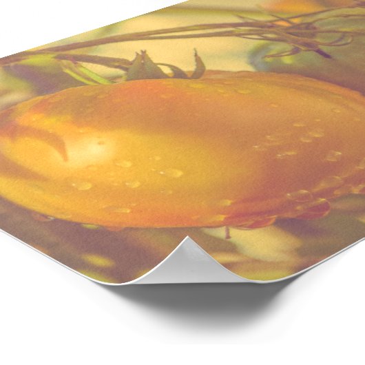 Gartentomaten Sommerernte Poster (Ecke)