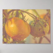 Gartentomaten Sommerernte Poster (Vorne)