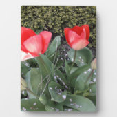 Gartentulis Fotoplatte (Vorderseite)