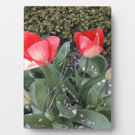 Gartentulis Fotoplatte (Vorderseite)