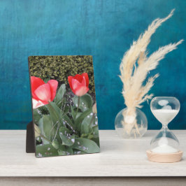 Gartentulis Fotoplatte