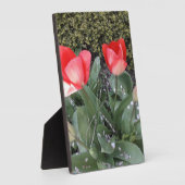 Gartentulis Fotoplatte (Seite)