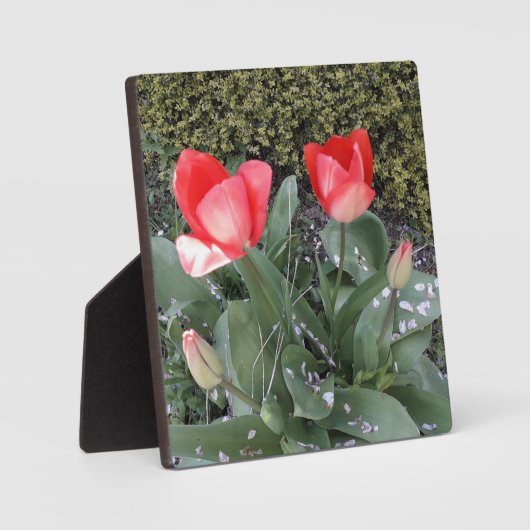 Gartentulis Fotoplatte (Vorderseite)