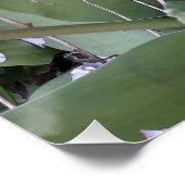 Gartentulis Poster (Ecke)