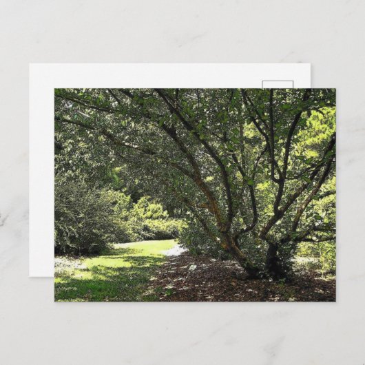 Gartenweg von Mark Edward Westerfield Postkarte (Vorne/Hinten)