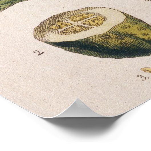 Gartenwürfel, Platte 4 von "A Curious Herbal", Poster (Ecke)