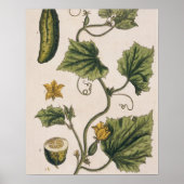 Gartenwürfel, Platte 4 von "A Curious Herbal", Poster (Vorne)