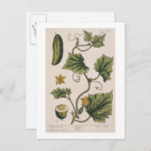 Gartenwürfel, Platte 4 von "A Curious Herbal", Postkarte (Vorne/Hinten)