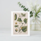 Gartenwürfel, Platte 4 von "A Curious Herbal", Postkarte (Stehend Vorderseite)