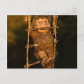 Gartenzwerg Postkarte (Vorderseite)