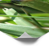 Garter Schlange im Gras Poster (Ecke)