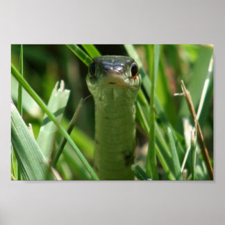 Garter Schlange im Gras Poster