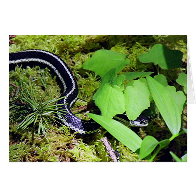 Garter Snake (Vorderseite (Horizontal))