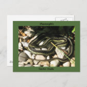 Garter Snake on Rocks (Green Border)-Thamnophis Postkarte (Vorne/Hinten)