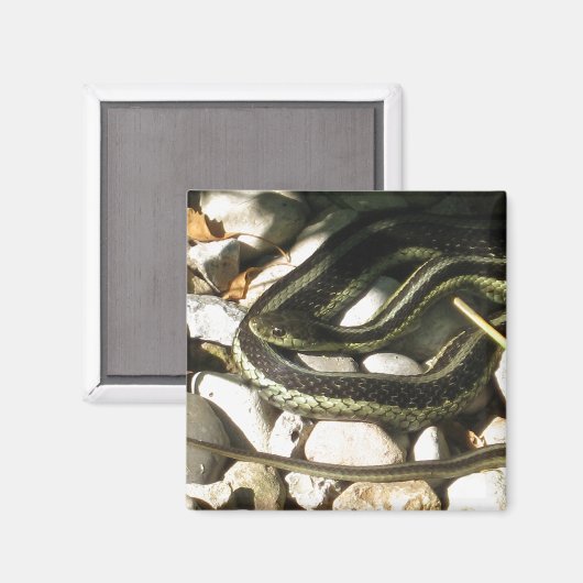 Garter Snake on Rocks Magnet (Vorderseite/Rückseite)
