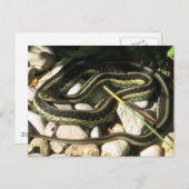 Garter Snake on Rocks Postkarte (Vorne/Hinten)