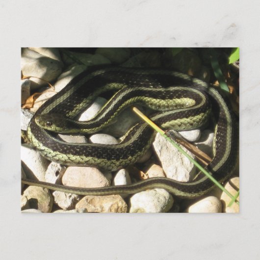 Garter Snake on Rocks Postkarte (Vorderseite)