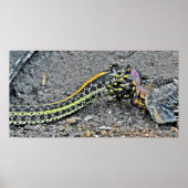 Garter Snake Poster (Vorne)
