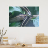 Garter Snake Poster (Küche)