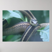 Garter Snake Poster (Vorne)