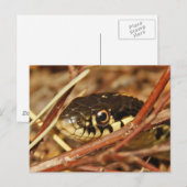 Garter Snake Postkarte (Vorne/Hinten)