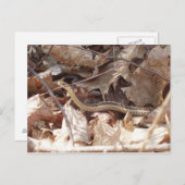 Garter Snake Postkarte (Vorne/Hinten)