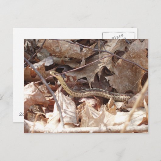 Garter Snake Postkarte (Vorne/Hinten)