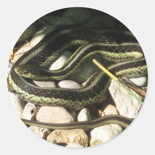 Garter Snake Runder Aufkleber (Vorderseite)
