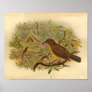 Gärtner Laubenvogel Braun Gelb Vintage-Druck Poster