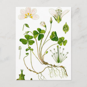 Gärtner Postkarte