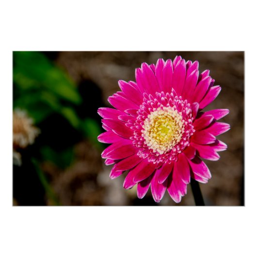 Garvinea Sweet Fiesta Gerber Daisy Poster (Vorderseite)