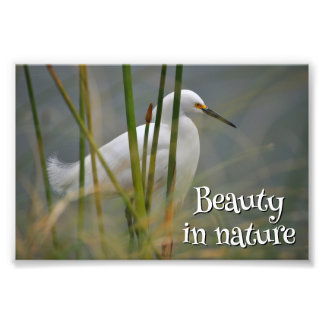 Garza blanca fotodruck
