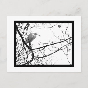 Garzette en goguette ! postkarte