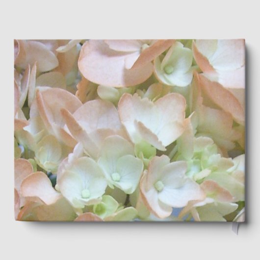 Gästebuch - Peach Hydrangea (Rückseite)