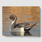 Gästebuch von Male Northern Pintail (Rückseite)