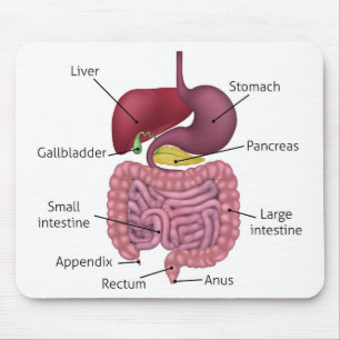 Gastro-intestinales Verdauungssystem und Aufkleber Mousepad